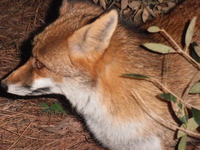 volpe.JPG (123.79 KiB) Osservato 728 volte volpe.JPG