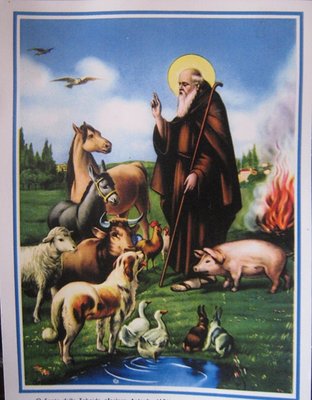 S.Antonio Abate 17.01.2012 - IMG_3402.jpg (127.41 KiB) Osservato 957 volte S.Antonio Abate 17.01.2012 - IMG_3402.jpg