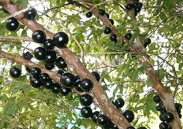 Jaboticaba.jpg Jaboticaba.jpg