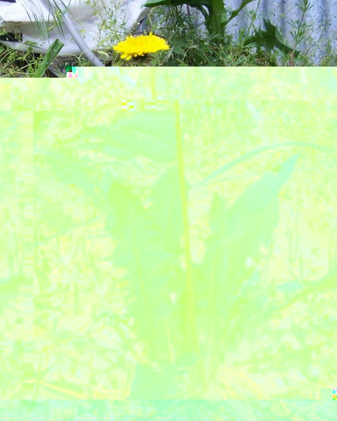 tarassaco / Tarassaco2.jpg Tarassaco2.jpg