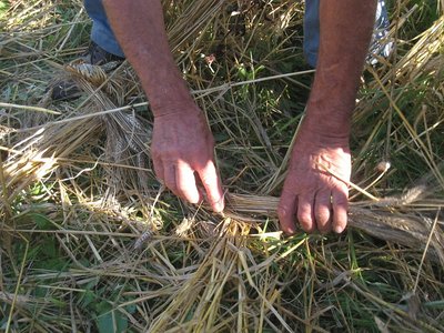 legatura spighe.jpg (174.52 KiB) Osservato 711 volte legatura spighe.jpg