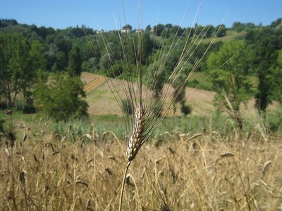 spiga.jpg (117.37 KiB) Osservato 711 volte spiga.jpg