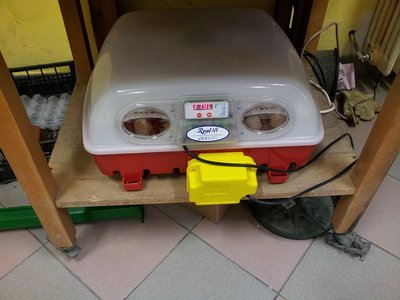 incubatrice in classe.jpg (168.12 KiB) Osservato 630 volte incubatrice in classe.jpg