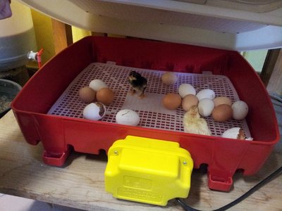 nascita.jpg (155.95 KiB) Osservato 646 volte nascita.jpg