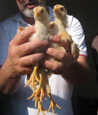 ciuffettodiLioIMG_9556.jpg (74.14 KiB) Osservato 663 volte ciuffettodiLioIMG_9556.jpg