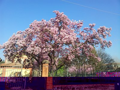 magnolia.jpg (309.69 KiB) Osservato 889 volte magnolia.jpg