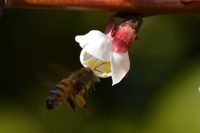 Ape su fiore2.jpg (183.93 KiB) Osservato 719 volte Ape su fiore2.jpg