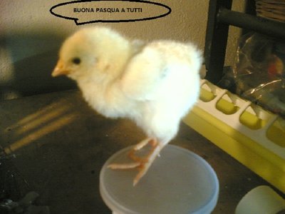 BUONA PASQUA A TUTTI / 21032012(005).jpg 21032012(005).jpg