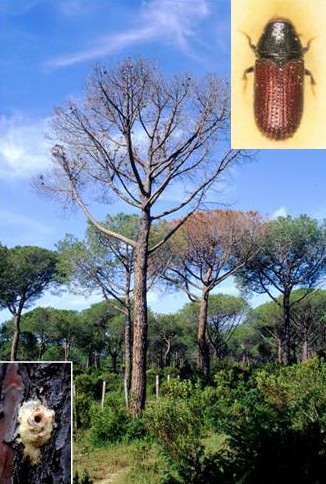 Blastofago dei Pini.jpg Blastofago dei Pini.jpg