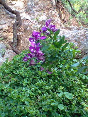 Foto0143.jpg (111.59 KiB) Osservato 1019 volte Foto0143.jpg