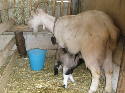 P2280174.JPG (121.77 KiB) Osservato 486 volte P2280174.JPG