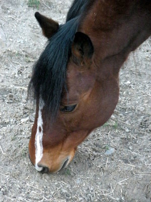 Mon amour.JPG (127.19 KiB) Osservato 484 volte Mon amour.JPG