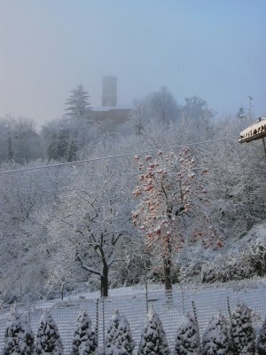 albero di Natale Ecologico / caco neve 09.JPG caco neve 09.JPG
