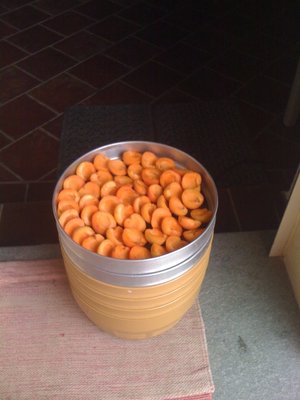 albicoche da seccare.jpg (146.11 KiB) Osservato 1127 volte albicoche da seccare.jpg