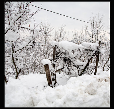 il noccioleto con la topia di ingresso crollata per la neve... / 8.jpg 8.jpg