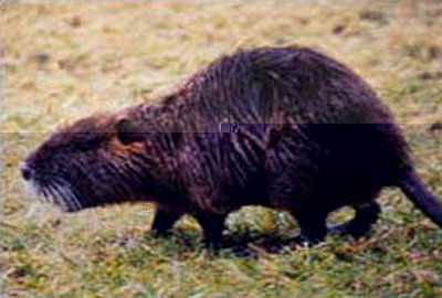 nutria.jpg (63.29 KiB) Osservato 911 volte nutria.jpg