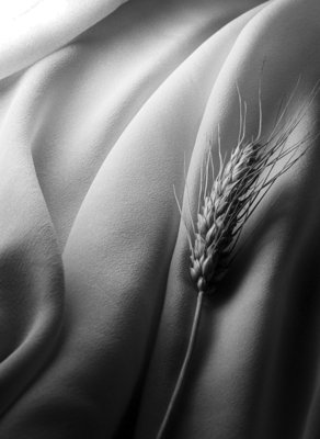 grano 2 .jpg (264.85 KiB) Osservato 726 volte grano 2 .jpg