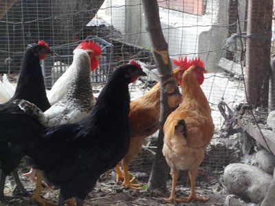 foto di gruppo 3.jpg (122.67 KiB) Osservato 2876 volte foto di gruppo 3.jpg