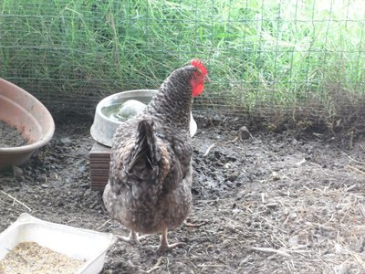 ovaiola grigia.jpg (134.68 KiB) Osservato 2876 volte ovaiola grigia.jpg