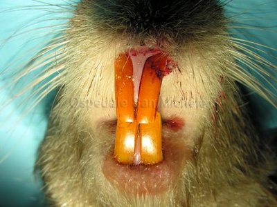storie-di-coypu-nutria-nu-L-Kvd4c8.jpeg (33.86 KiB) Osservato 947 volte storie-di-coypu-nutria-nu-L-Kvd4c8.jpeg