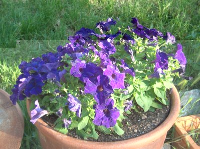 petunia.JPG (570.06 KiB) Osservato 691 volte petunia.JPG