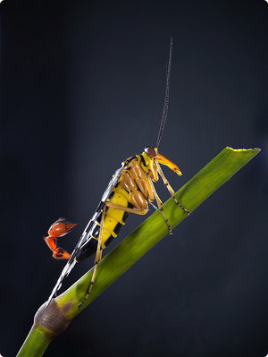 panorpa-communis-1.jpg (95.79 KiB) Osservato 627 volte panorpa-communis-1.jpg