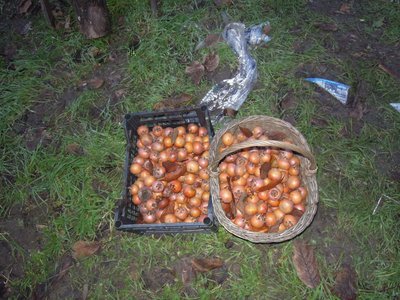 DSCN2623.JPG (153.38 KiB) Osservato 527 volte DSCN2623.JPG