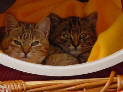 Foto.jpg (59.02 KiB) Osservato 929 volte Foto.jpg