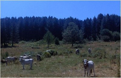 Sila.JPG (56.27 KiB) Osservato 565 volte Sila.JPG