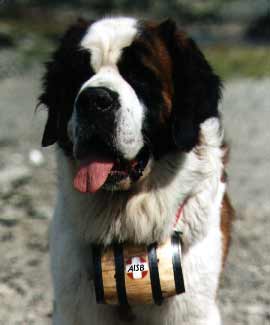 san bernardo.jpg san bernardo.jpg