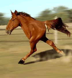 findus.gif.gif findus.gif.gif