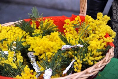 Mimosa mazzetti.jpg (66.41 KiB) Osservato 875 volte Mimosa mazzetti.jpg