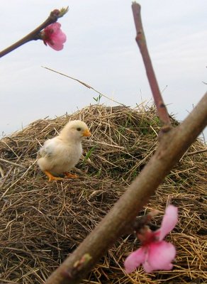 img_2902small.jpg (98.67 KiB) Osservato 631 volte img_2902small.jpg