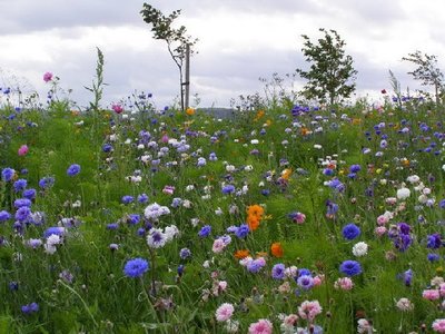 23653_027-fiori-di-campo.jpg (72.48 KiB) Osservato 697 volte 23653_027-fiori-di-campo.jpg