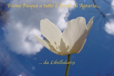 augurilibellula69.jpg (87.73 KiB) Osservato 687 volte augurilibellula69.jpg