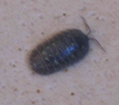 100_0012.JPG (169.09 KiB) Osservato 565 volte 100_0012.JPG