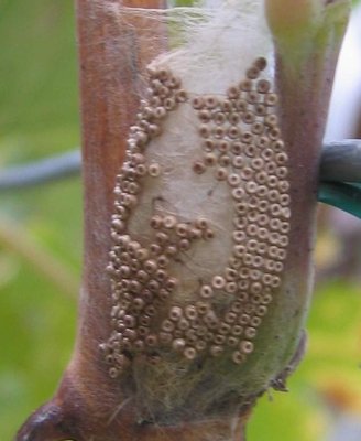 100_0058.JPG (236.46 KiB) Osservato 565 volte 100_0058.JPG