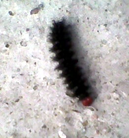 Immag0019.jpg Immag0019.jpg