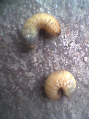 Immag0017.jpg (102.24 KiB) Osservato 708 volte Immag0017.jpg