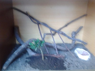 Questo misura 85lx55hx40p / terrario 1.jpg terrario 1.jpg