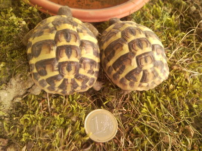 Foto1244.jpg (273.76 KiB) Osservato 488 volte Foto1244.jpg