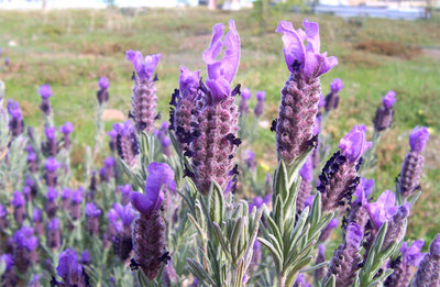 Topped_lavender02.jpg (122.46 KiB) Osservato 630 volte Topped_lavender02.jpg