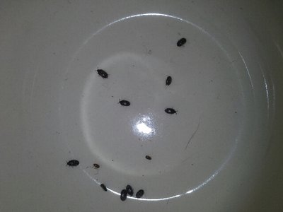 20130723_142937_resized.jpg (188.2 KiB) Osservato 727 volte 20130723_142937_resized.jpg