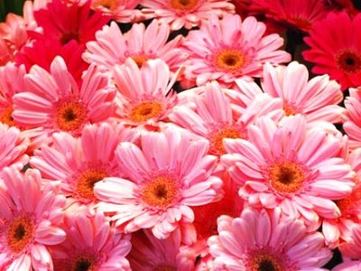 fiori_058KKKKKKKKKKKKK.jpg (44.84 KiB) Osservato 660 volte fiori_058KKKKKKKKKKKKK.jpg