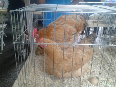 2013-08-25 11.44.05.jpg (80.73 KiB) Osservato 521 volte 2013-08-25 11.44.05.jpg