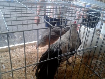 2013-08-25 11.43.40.jpg (89.3 KiB) Osservato 519 volte 2013-08-25 11.43.40.jpg