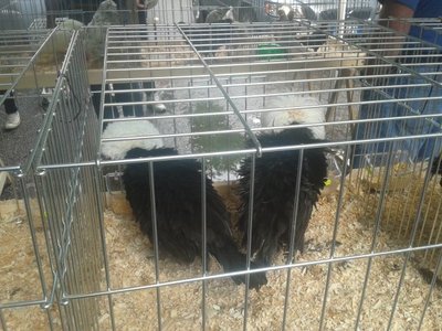 2013-08-25 11.44.30.jpg (90.49 KiB) Osservato 519 volte 2013-08-25 11.44.30.jpg