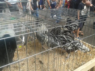 2013-08-25 11.44.24.jpg (101.84 KiB) Osservato 517 volte 2013-08-25 11.44.24.jpg