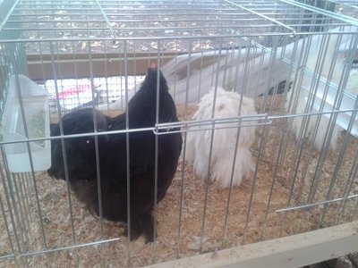 2013-08-25 11.43.13.jpg (131.24 KiB) Osservato 516 volte 2013-08-25 11.43.13.jpg