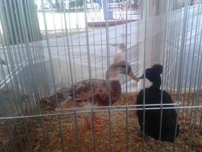 2013-08-25 11.43.31.jpg (134.53 KiB) Osservato 516 volte 2013-08-25 11.43.31.jpg